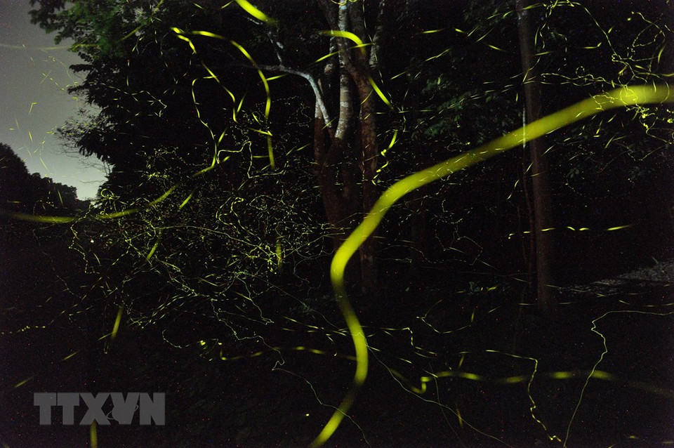 Yellow-green streaks of light created by tens of thousands of fireflies make the forest glow (Photo: VNA)
