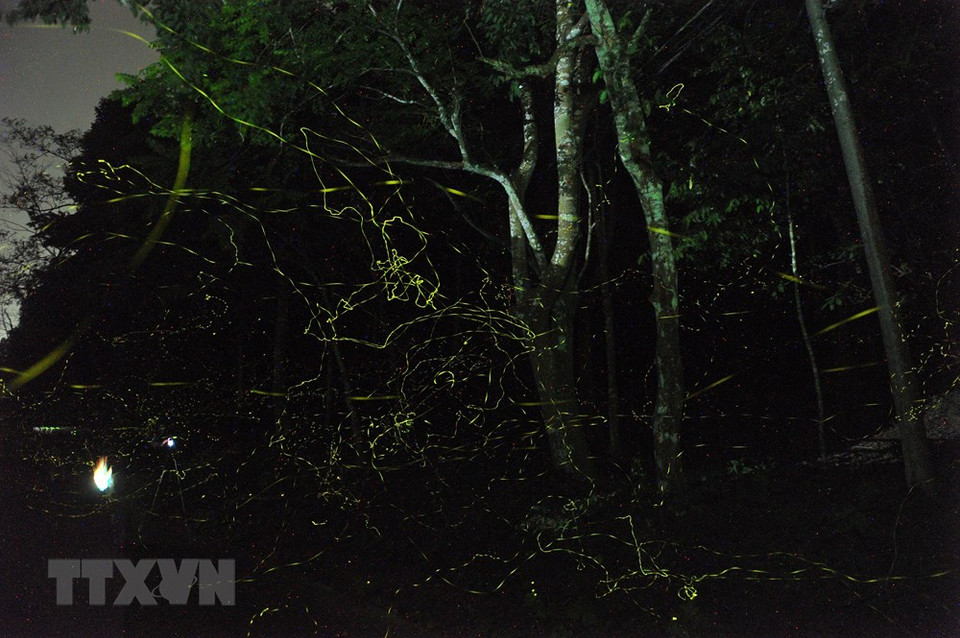 In the evening, the whole forest is immersed in thousands of sparkling fireflies, creating a shimmering beauty (Photo: VNA)