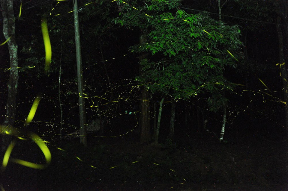 Firefly season in Cuc Phuong national park lasts from late April to early May every year. The yellow green light from thousands of fireflies creates a magnificent sight (Photo: VNA)