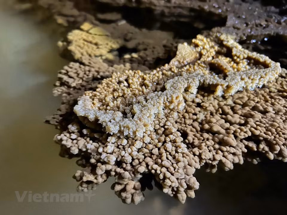 The stalactites inside Nam Son cave are an amazing sight that awes visitors. Nam Son Cave was recognised as a national relic site in 2008, four years after it was found. The cave is located in the buffer zone of the Cuc Phuong National Park, and Ngoc Son – Ngo Luong Natural Reserve. Established in 1962, Cuc Phuong is the first and largest nature reserve in Vietnam. The park is located around 120km southwest of Hanoi and nestled in the convergence of three provinces: Ninh Binh, Hoa Binh and Thanh Hoa. Covering an area of 25,000 hectares, the park is a typical tropical rainforest that is home to a diversified system of flora and fauna and contains several highly endangered species. (Photo: VietnamPlus)