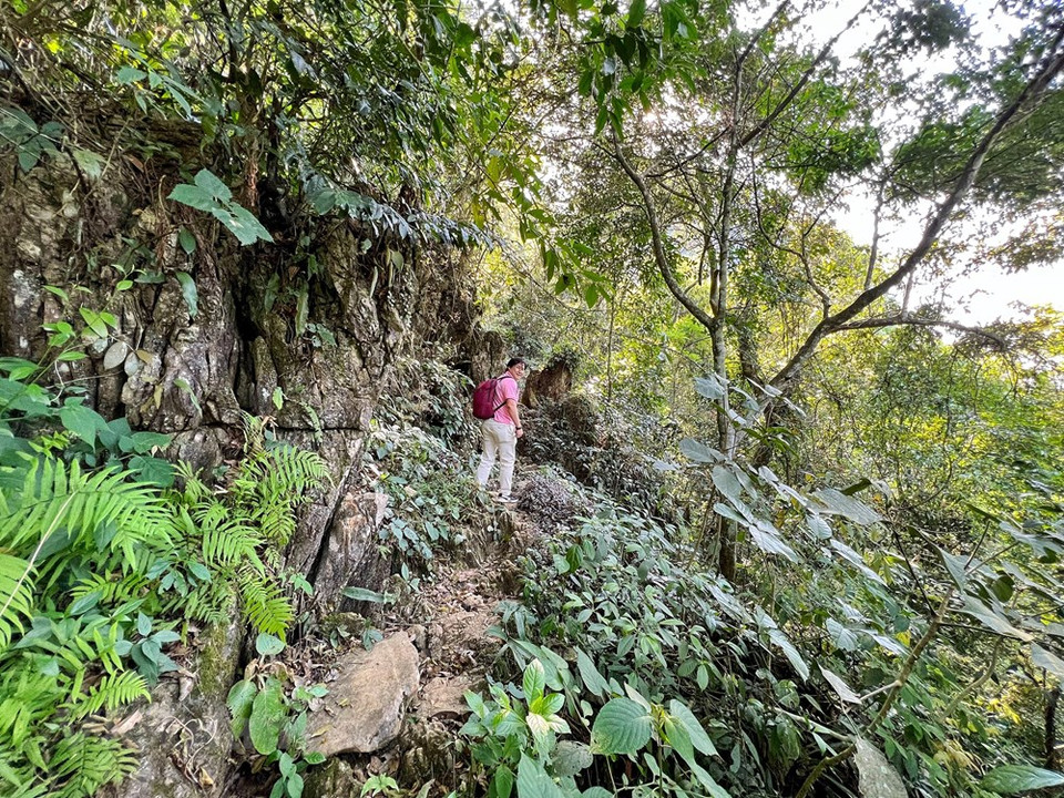 Although Nam Son cave, which is located 1,000 metres above the sea level, boasts stunning beauty, it has yet to become popular among trekkers. Visitors have to weave through the bamboo forest and walk the only path along the mountainside for some 45 minutes to reach the site. A sudden rain could make the path slippery and dangerous to the novice hiker compared to the variety of other terrain on the path. Nam Son cave, or Ton cave, was discovered in January 2004, but today it remains untouched. The cave was likely formed due to volcanic eruptions and the tectonics of limestone mountains with underground rivers that cause erosion. Formations arose from water droplets dripping limestone minerals for millions of years. (Photo: VietnamPlus)