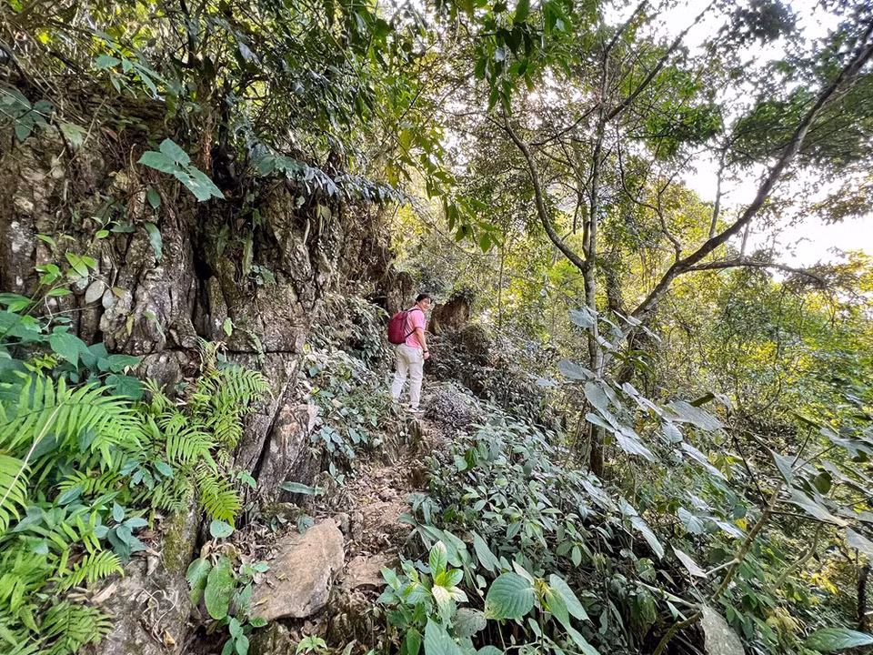 Although Nam Son cave, which is located 1,000 metres above the sea level, boasts stunning beauty, it has yet to become popular among trekkers. Visitors have to weave through the bamboo forest and walk the only path along the mountainside for some 45 minutes to reach the site. A sudden rain could make the path slippery and dangerous to the novice hiker compared to the variety of other terrain on the path. Nam Son cave, or Ton cave, was discovered in January 2004, but today it remains untouched. The cave was likely formed due to volcanic eruptions and the tectonics of limestone mountains with underground rivers that cause erosion. Formations arose from water droplets dripping limestone minerals for millions of years. (Photo: VietnamPlus)