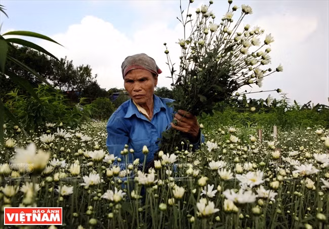 Nhat Tan villagers harvest the daisies in early morning to bring to markets. (Source: VNA)