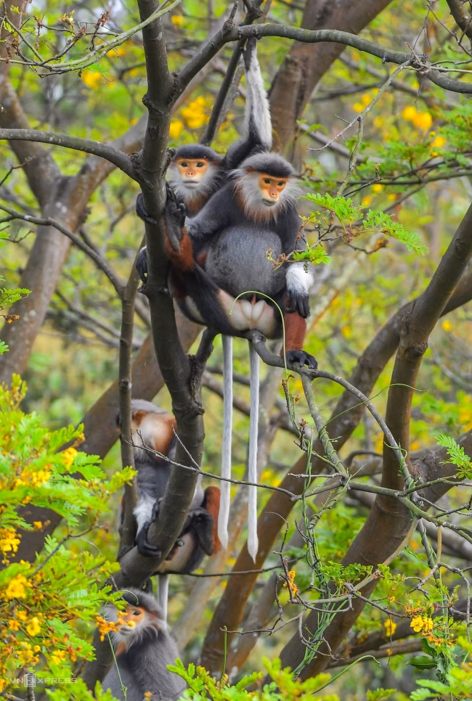 Covering 4,400ha, Son Tra forest, the only one in Vietnam which has the ecosystem of a natural forest and the sea, is home to hundreds of species of animals, including 22 rare and endangered ones, including the red-shanked douc - a native of Indochina. (Photo: vnexpress.net)