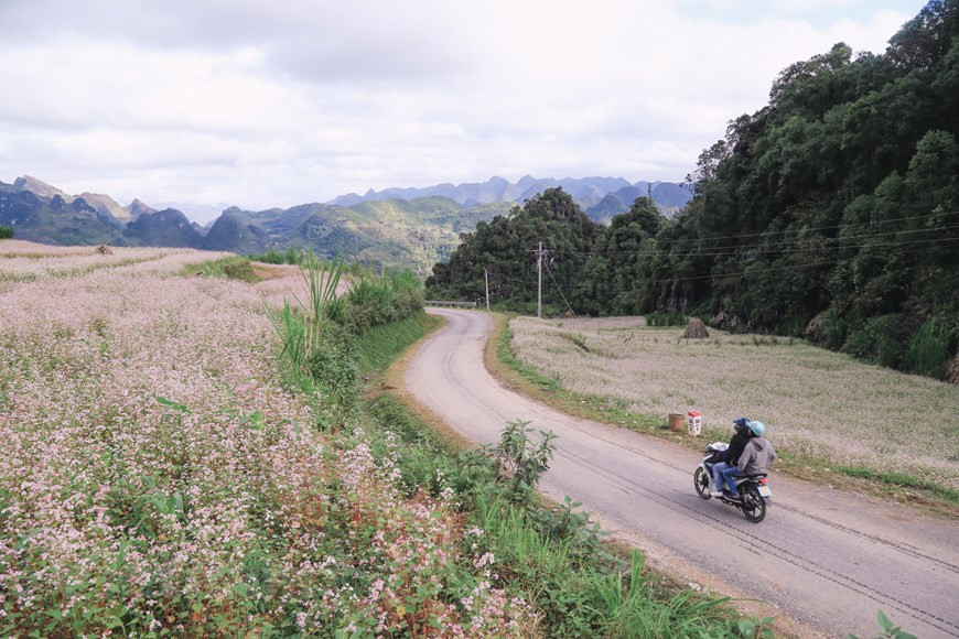 Year-end is the time when buckwheat flower fields burst into full bloom, embellishing the beauty of the northern mountainous province of Ha Giang. (Photo: Vietnamplus)