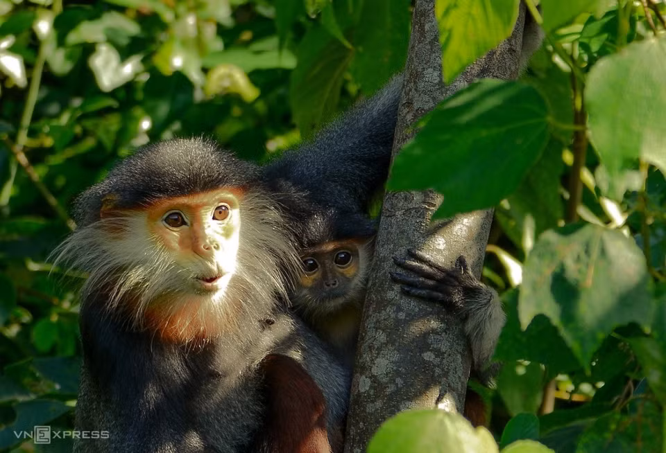 In Vietnam, the red-shanked douc lives mainly north of the Truong Son mountain range from Nghe An to Kon Tum provinces. Son Tra peninsula is home to between 300 and 400 of the animal. (Photo: vnexpress.net)
