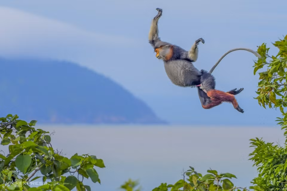 Da Nang is not only famed for its beautiful beaches but also for being home to the red-shanked douc – 'the queen' of the primates. (Photo: vnexpress.net)