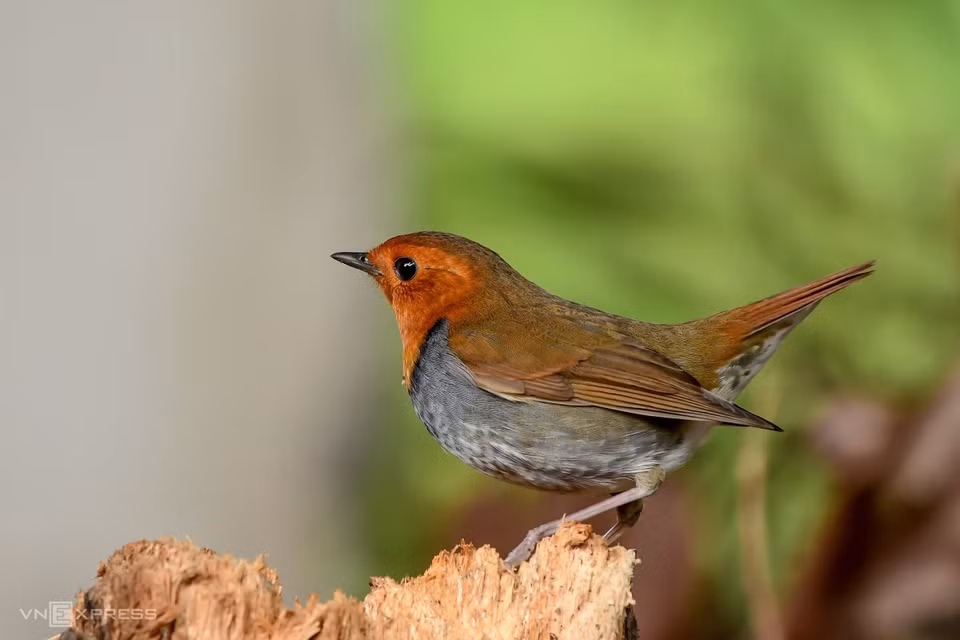 Son Tra is also a stopover site for migratory bird species (Photo: vnexpress.net)