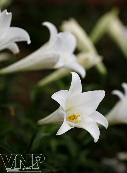 White easter lily is considered Queen of April thanks to its elegant look (Photo: VNP/VNA)