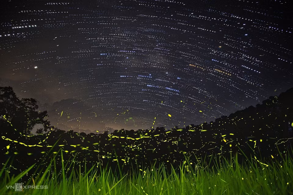 Currently, the use of pesticides and rapid urbanization have led to a sharp decrease in the number of fireflies in Vietnam. (Photo: Vnexpress.net)