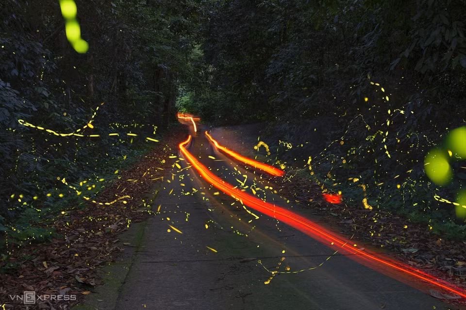 In the summer from April to August, the weather is mostly sunny, suitable for watching insects. The forest corner in Bong hamlet, located 20 km from the park’s gate, is a spot to view and take pictures of fireflies. (Photo: Vnexpress.net)