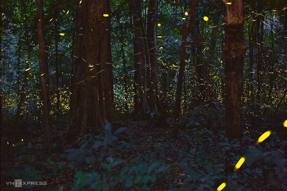 The dim light in a corner of the forest. These "flying stars" create an enchanting space that looks like a light festival or a fairy forest. (Photo: Vnexpress.net)