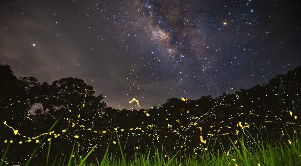 The Milky Way combines the light of fireflies on the grass. (Photo: Vnexpress.net)