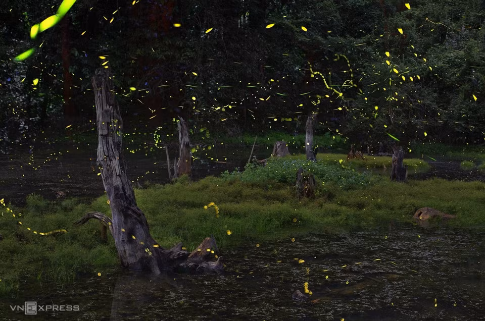 Fireflies "dance" near puddles, around drying stumps in the forest. (Photo: Vnexpress.net)