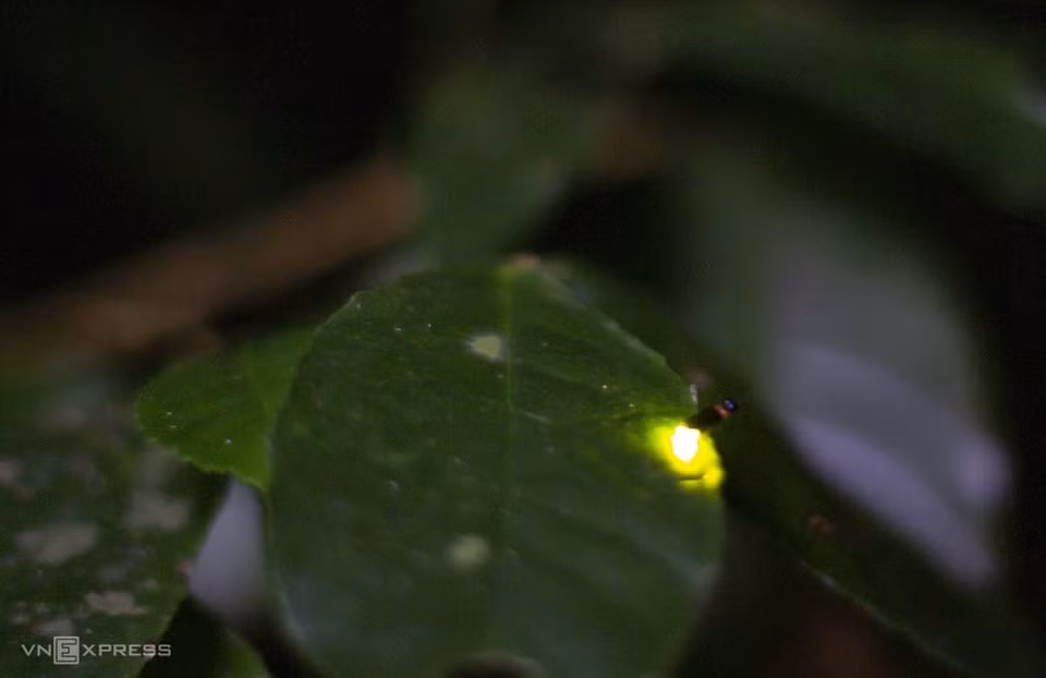 Fireflies are soft-bodied insects. They have a pair of hardened wing cases like other beetles. They can glow yellow-green light due to a special chemical reaction in their abdomens. Fireflies light up to lure prey and more importantly, to attract partners during the mating season. (Photo: Vnexpress.net)
