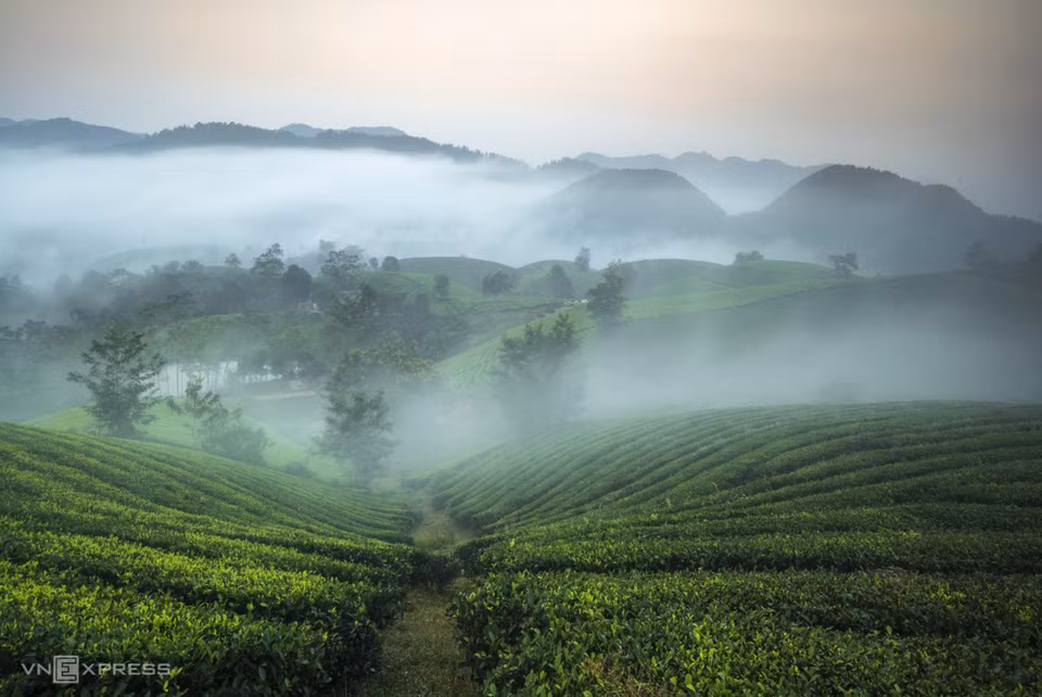 A typical tea plantation in the hills of Long Coc measures around a hectare. (Photo: Vnexpress.net)