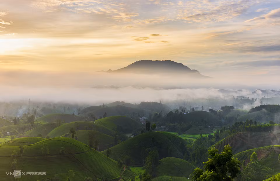 Tea farming is an important occupation in Phu Tho and the main source of income for many locals. (Photo: Vnexpress.net)