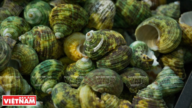 Hieu collects mollusc shells from her friends when they return from vacation at the beach (Photo: VNA)