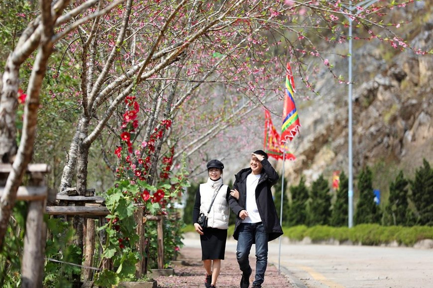 Along Nguyen Chi Thanh street leading to the Sun World Fansipan Legend tourist site, there are hundreds of different types of peach blossoms (Photo: VNA)
