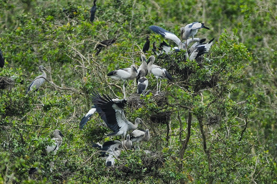 Numerous rare bird species are seen in the national park, such as red-crown cranes, grey-headed lapwings, pelicans. (Source: VNA)