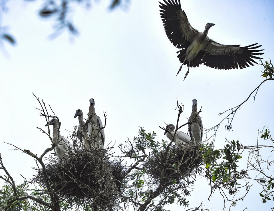 Asian openbill ​gather in the forest (Source: VNA) 