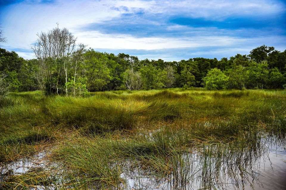 Typical carpets of grass in the submerged land in the forest (Source: VNA)