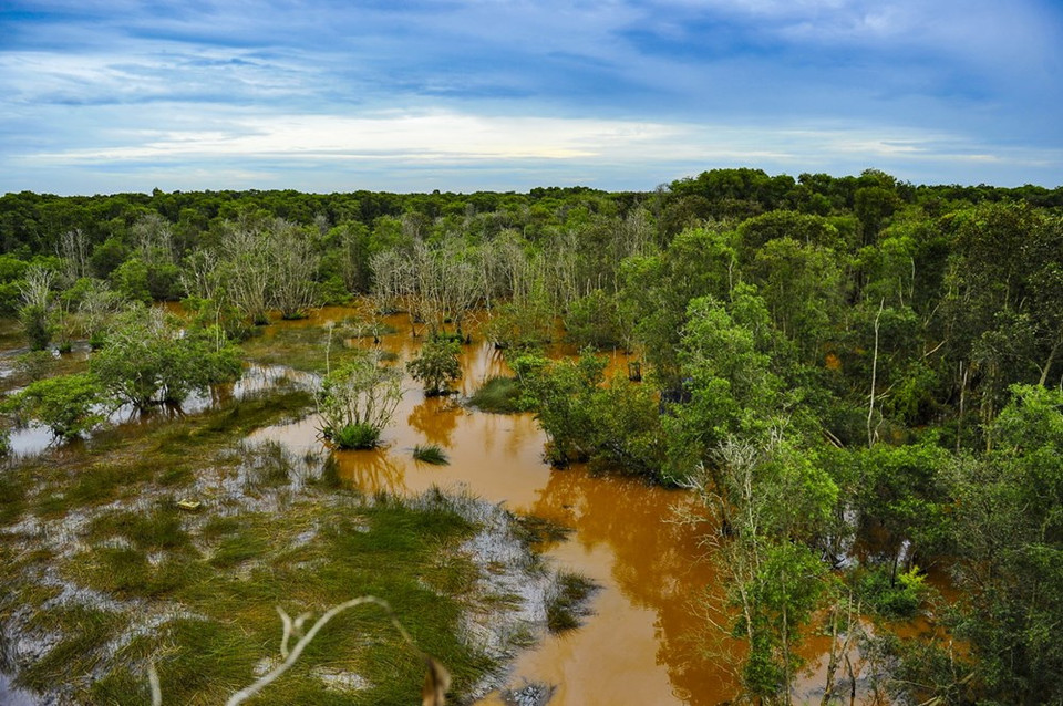 ​An overview of the Tram Chim National Park (Source: VNA)