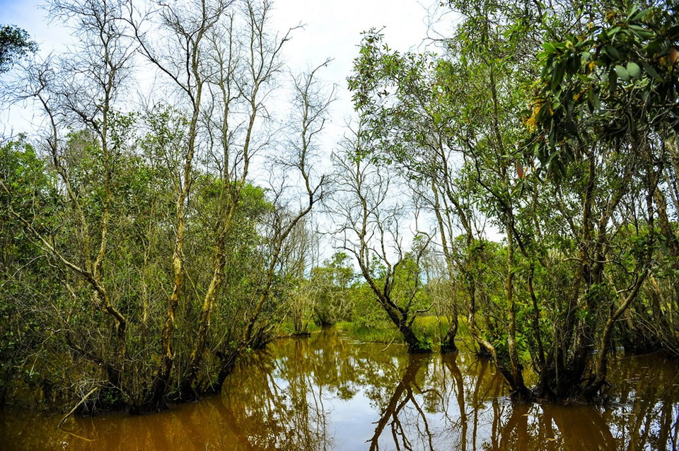 Cajeput trees in the forest (Source: VNA) 