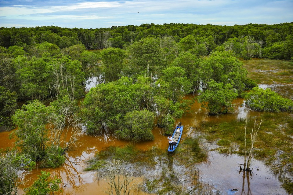 The forest has 2,968 hectares of timber trees (Source: VNA) 