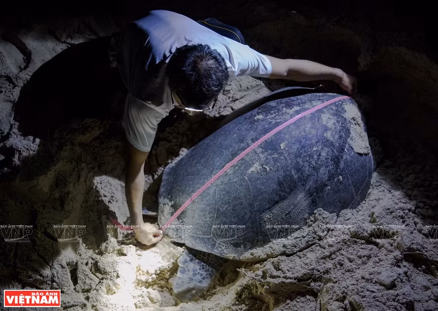 Checking the size and health status of a mother turtle (Photo: VNP/VNA)