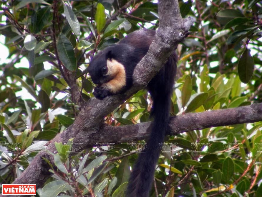 Con Dao National Park has a rich forest and marine ecosystem with rare and precious animals.(Photo: VNP/VNA)