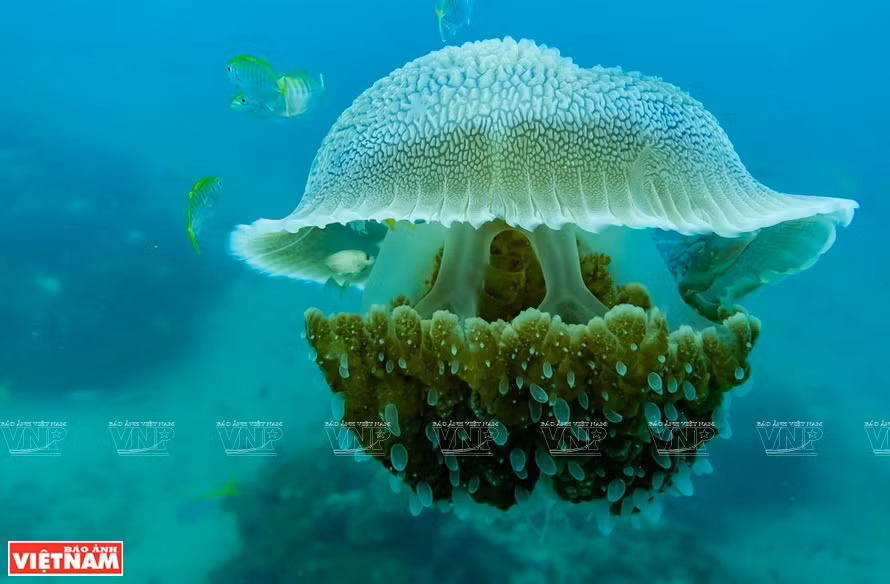 Con Dao is known for its beautiful maritime ecosystem and coral reefs (Photo: VNP/VNA)