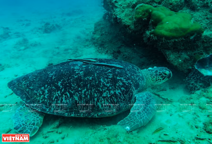 Con Dao National Park has a rich forest and marine ecosystem with rare and precious animals.(Photo: VNP/VNA)