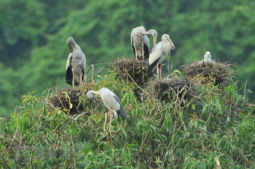The beauty of birds at Thung Nham Bird Park (Photo: VNA)