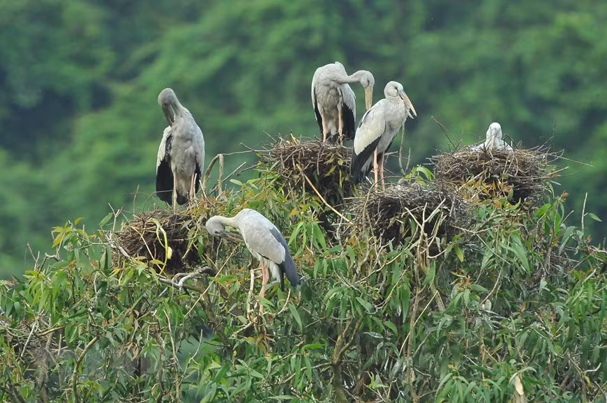 The beauty of birds at Thung Nham Bird Park (Photo: VNA)
