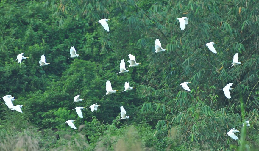 The sky is covered by white storks (Photo: VNA)