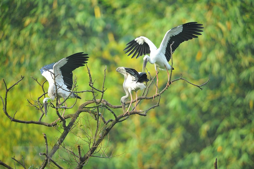 Thung Nham Birds Park houses more than 40 species of birds. (Photo: VNA)