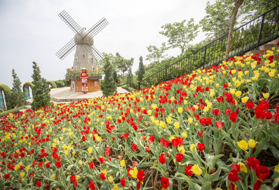 The unique tulip garden at an altitude of 986 meters above sea level creates a new look for Ba Den Mountain. (Photo: VNA)