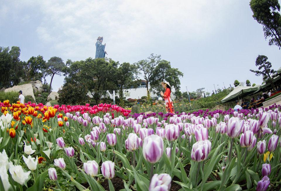 Thousands of tulips bloom in vibrant colours on the peak of Ba Den Mountain. (Photo: VNA)