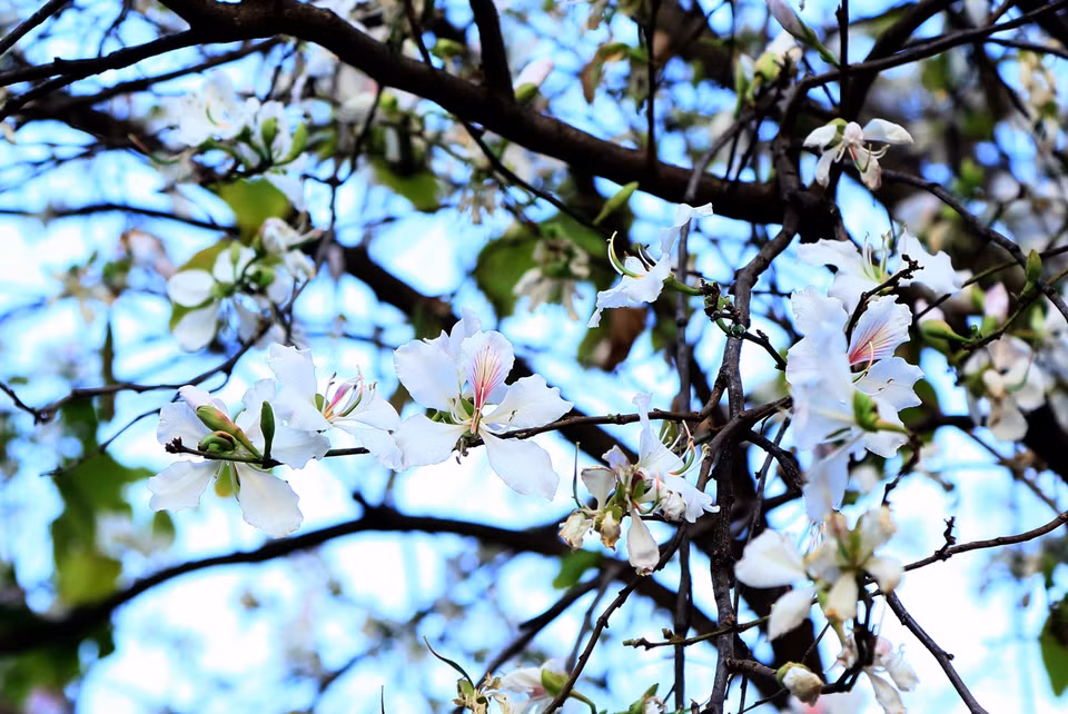 Ban flowers promote the beauty of the local area’s natural landscapes (Photo: VNA)