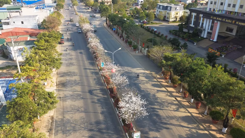 Ban flowers in full bloom along the road connecting Son La and Hanoi (Photo: VNA)