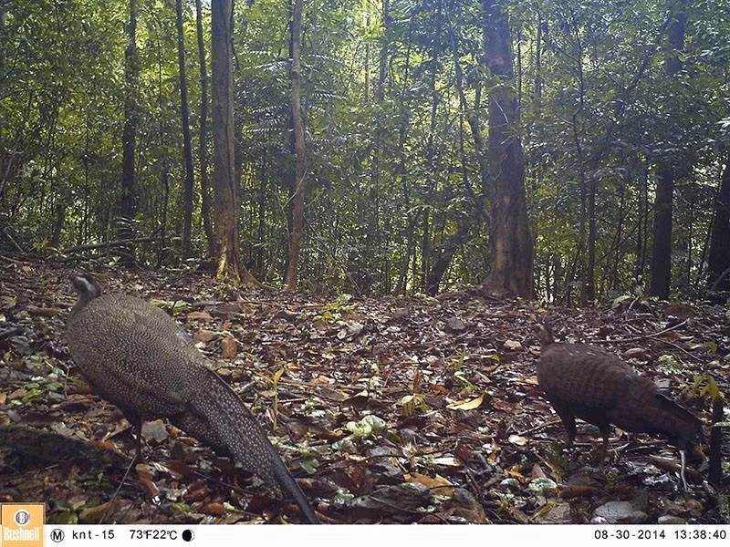 The Vietnamese crested argus (Rheinardia ocellata) are taken by a camera trap in the Dong Chau - Khe Nuoc Trong Biosphere Reserve. (Photo: VNA) 