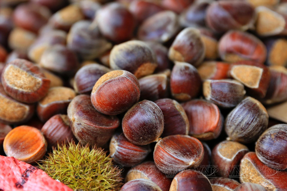 Generally harvested in September-October each year, the chestnuts are renowned for their large size, thick shells, yellow, flavourful nuts, and rich nutritional value. (Photo: VNA)