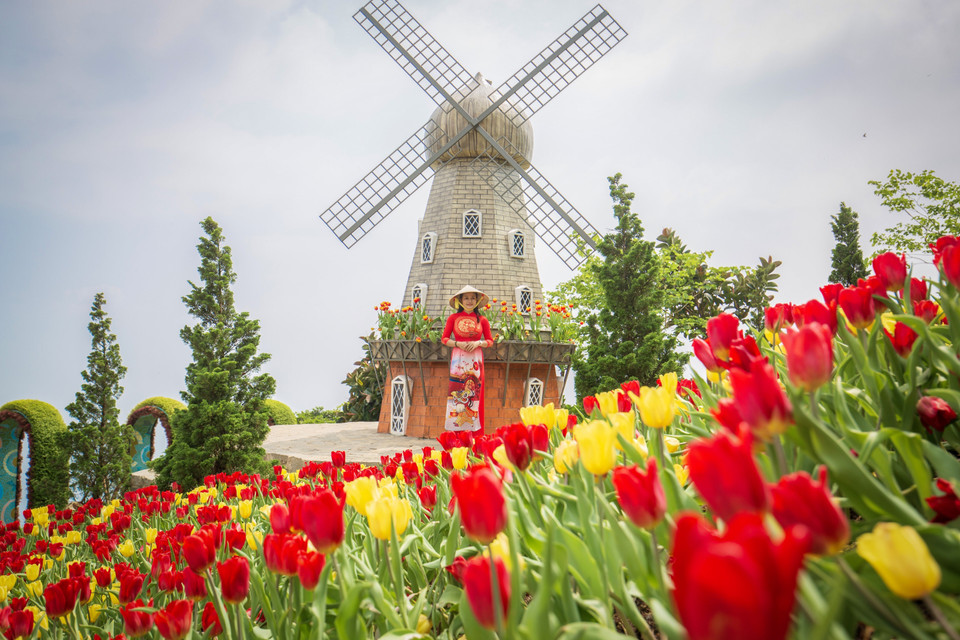 Tourists wearing ao dai take photos against the captivating beauty of tulips, typically found in colder regions but now blossoming in Tay Ninh. (Photo: VNA)