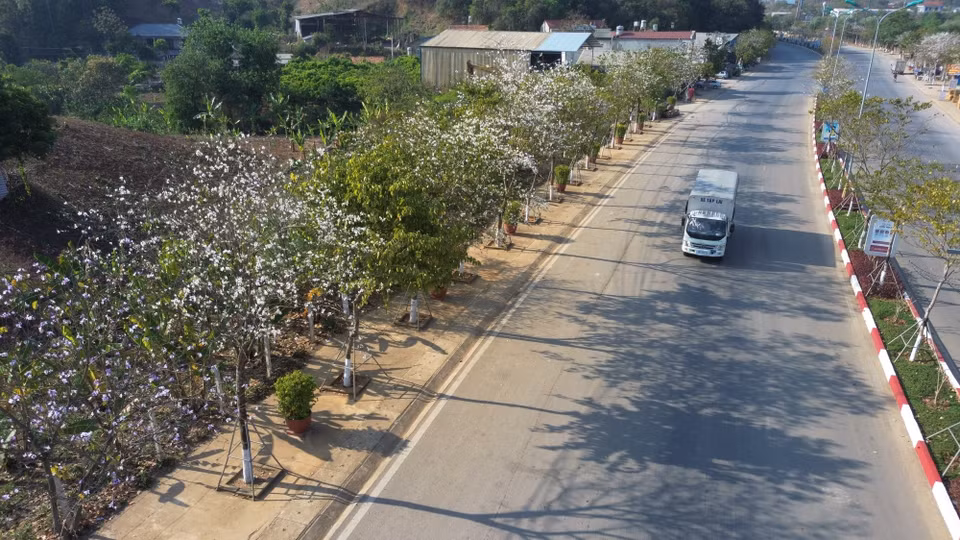 Ban flowers usually bloom from late February to March (Photo: VNA)