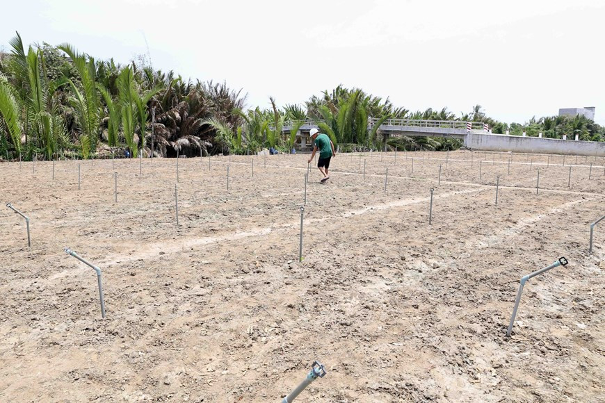 Under the province’s plan to restructure agriculture in the coastal areas of Go Cong through 2025, three rice crops will not be grown and, instead, one to two rice crops will be rotated with other crops. This is aimed at helping Go Cong cope with drought and saltwater (Photo: VNA)