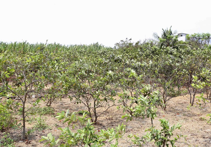 Lack of water severely limits the growth of fruit trees in Long Hoa commune, Go Cong town (Photo: VNA)