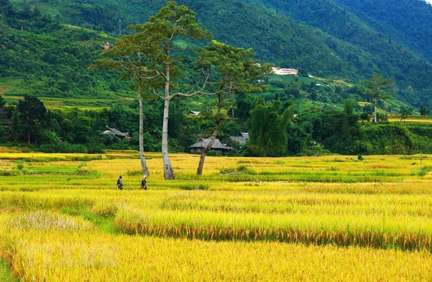End of September and early October is the best time for capturing the most beautiful landscapes of stepped rice fields in Mu Cang Chai (Photo: VNA)