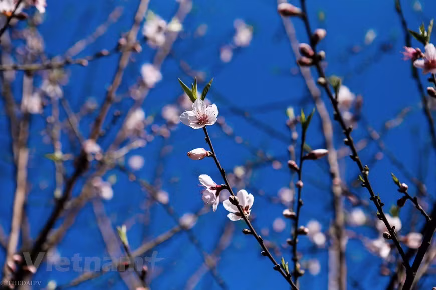 The white plum blossom is now covering many hills and valleys in Moc Chau plateau. Visitors can see plum blossoms everywhere, on roads, from villages to upland fields and along two sides of highways. Spring is the best time to admire the stunning beauty of Moc Chau Plateau when its mountain slopes are covered with peach flowers. During the second lunar month, when the spring sun begins to chase away the cold winter, plum buds begin to blossom creating an elegant and fragile beauty on the plateau.The plum blossoms in Moc Chau Plateau linger just two or three weeks before giving way to small red fruits(Photo: Vietnam+) 