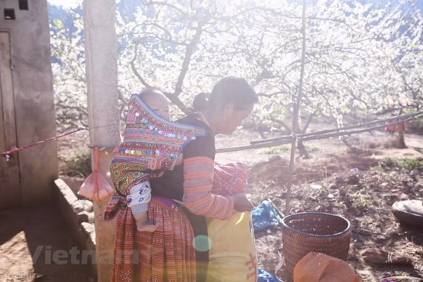 Plum blossom tourism started in 2017. Visitors to Moc Chau Highland in Son La Province are attracted by the beauty of the white plum blossoms in the wild. The misty cold in the mountain helps highlight the beauty of the flowers. Thanks to the impressive nature, the Moc Chau Plateau in Son La province is considered as one of the most attractive destinations during the upcomming Lunar New Year. Any visitor, who wants to explore such wonderful images, should visit the Moc Chau Plateau during the Lunar New Year. The misty cold in the mountain helps highlight the beauty of the flowers (Photo: Vietnam+)
